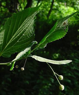 Broadleaf lime Broadleaf lime