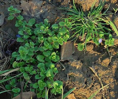Birdeye speedwell Birdeye speedwell