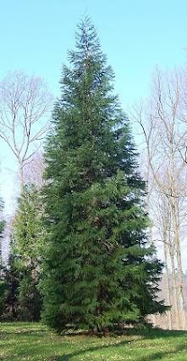 Big tree Big tree