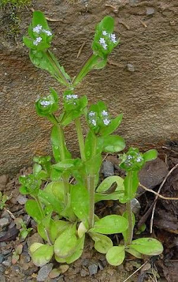 Gemeiner Feldsalat
