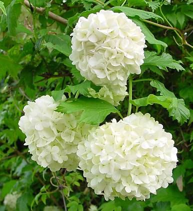 viburnum opulus