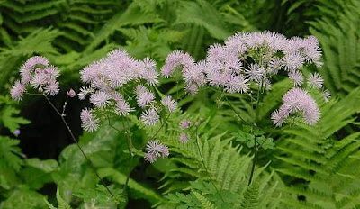 French Meadow Rue