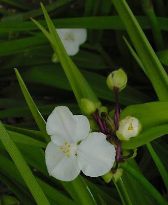 Anderson's spiderwort