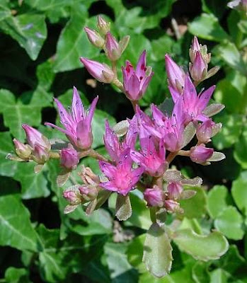 Borracina caucasica Borracina caucasica