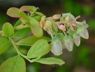 Vaccinium corymbosum,
airelle d'Am&eacute;rique,
American blueberry,
amerikanische Blueberry,
ar&aacute;ndano americano,
blueberry,
highbush blueberry,
swamp blueberry