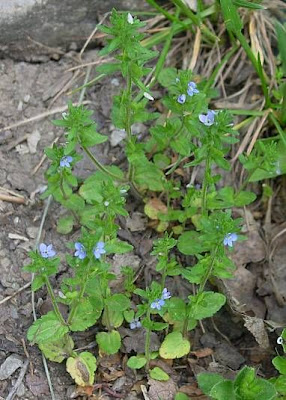 Common speedwell Common speedwell