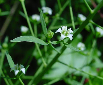 Bavarian Bastard Toadflax Bavarian Bastard Toadflax