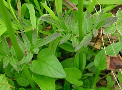 Valeriana dioica,
marsh valerian,
marsh valeriana,
Valeriana palustre,
woods valerian