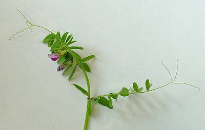 Garden vetch Garden vetch