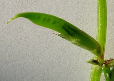 Garden vetch Garden vetch