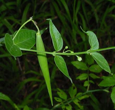 Vincetoxicum hirundinaria Medicus