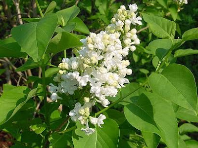 Common lilac Common lilac