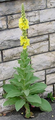 Dense Flowered Mullein