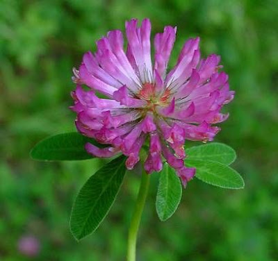 Trevo-violeta Trevo-violeta