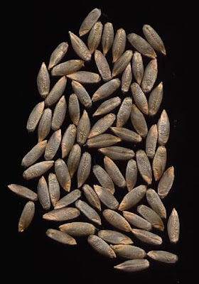 Grano germano