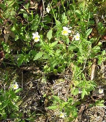 Field pansy