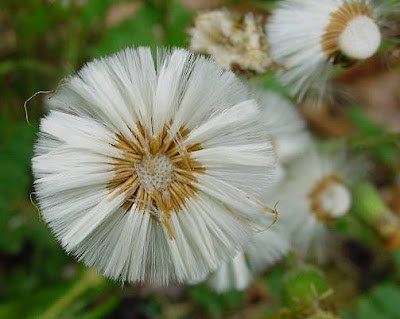 Farfugio