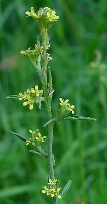 Hedgemustard Hedgemustard