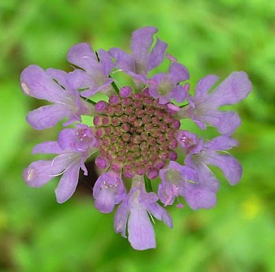 Vedovina alpestre
