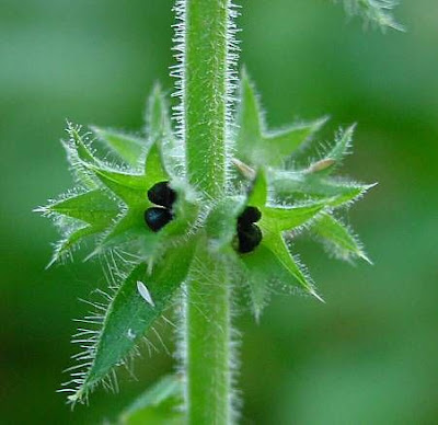 Stachys sylvatica L.