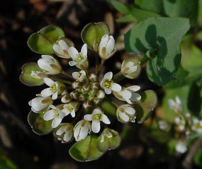 Claspleaf pennycress Claspleaf pennycress