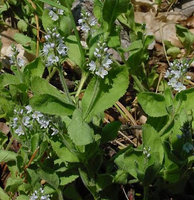 Gypsyweed