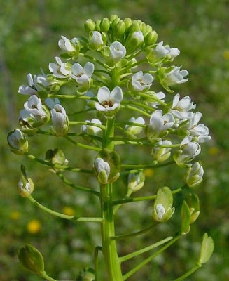 Claspleaf pennycress Claspleaf pennycress