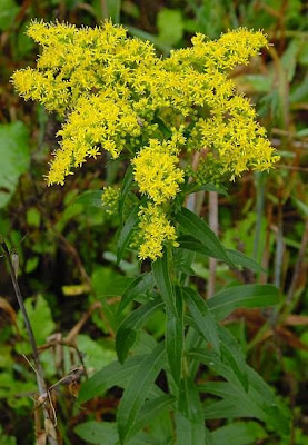 Early goldenrod