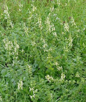 Stachys recta L.
