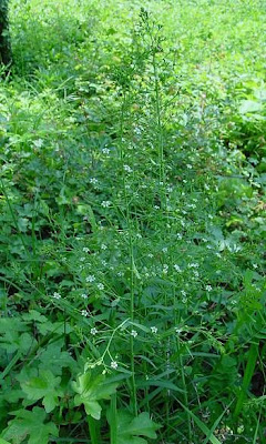 Bavarian Bastard Toadflax Bavarian Bastard Toadflax