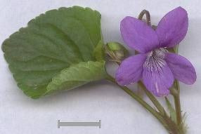 Dog violet Dog violet