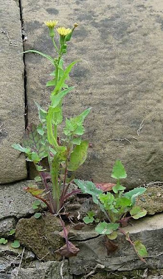 Common sow-thistle Common sow-thistle