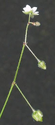 Esparcilla