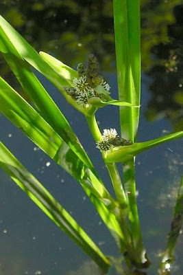 Simple-stem burr-reed Simple-stem burr-reed