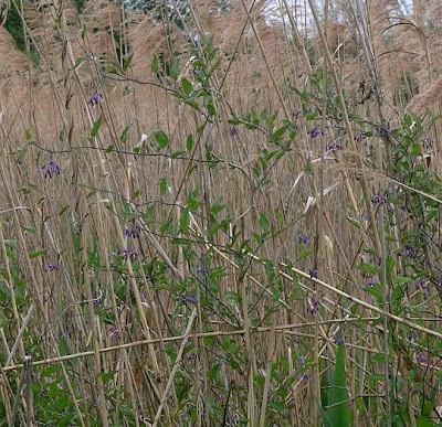 Climbing nightshade Climbing nightshade