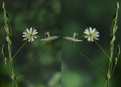 Grass-leaf starwort Grass-leaf starwort