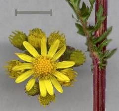 Jacobaea vulgaris,
erva-lanceta-do-Canad&aacute;,
Senecione di S. Giacomo,
St. James'-wort,
stinking Willie,
tansy ragwort