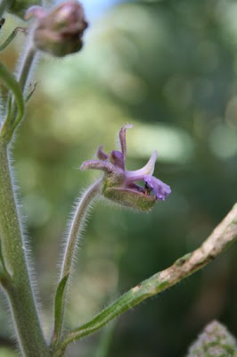 Delphinium pictum Willd.