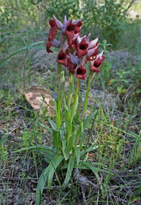 Heart Flowered Serapias Heart Flowered Serapias