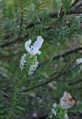 Lavandula stoechas L.