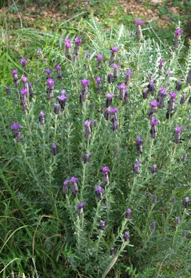 Lavandula stoechas L.