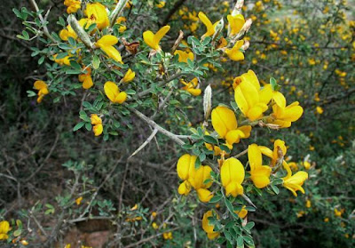 Hairy Thorny Broom
