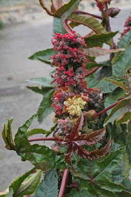 Ricinus communis L.