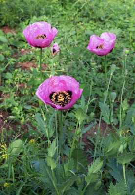 Papaver setigerum DC.