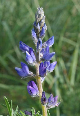 Narrow-leaf lupin