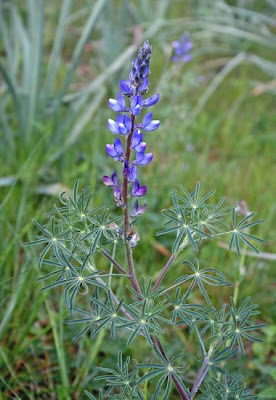 Narrow-leaf lupin