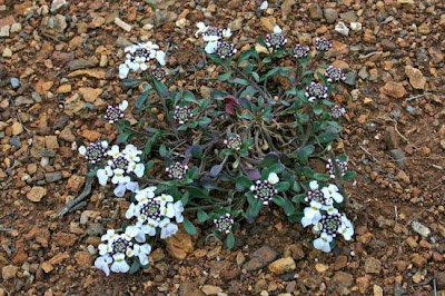 Iberis integerrima