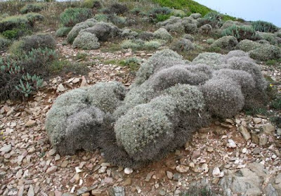 Fiordaliso spinoso