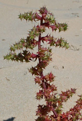 Salsola tragus L.