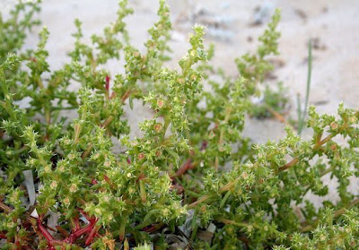 Salsola tragus L.